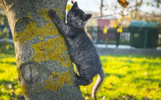 Zmeňme život mačkám na východnom Slovensku