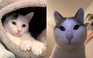 Pomôžme zachráneným mačičkám zvládnuť náročnú liečbu