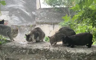 Pomôžte Bridget Mačičkovej vyrovnať veterinárny účet  a ďalej pomáhať mačičkám