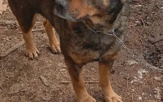 Pomôžte zabezpečiť koterce pre psíkov