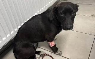 Veterinárna starostlivosť pre psy v osadách