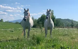 Jazdenie na koni Újazd | Podporate mladých farmárov v chove koní