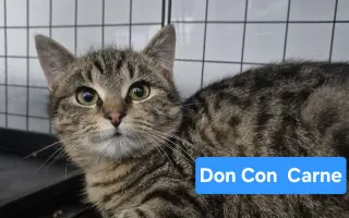 Pomôžme tam, kde by mačičky bez nás neprežili