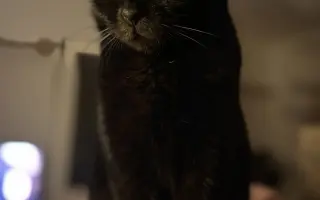 Pomôžte našim 18 zachráneným mačičkám prežiť ďalší mesiac