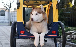 Keď labky slabnú, láska stále beží ďalej - pomôžme huskymu Hachiko