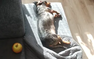 Pomôžme Lare vyliečiť sa a znovu behať v záhradke