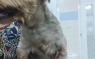 Pomôžme Luckymu k dôstojnému životu bez bolesti
