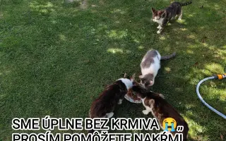 Pomôžme mačičkám prežiť zimu