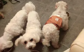 Pomôžme psím seniorom u Ivetky