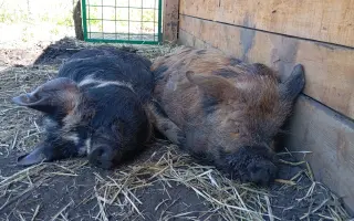 Chýba už len kúsok. Pomôžte nám presťahovať Azyl pre prasiatka a králiky.