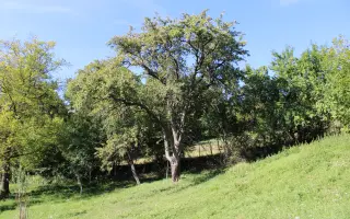Podporte vydanie knihy Pomológia Bielych Karpát I. Hrušky