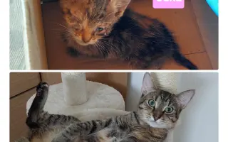 Pomôžme tam, kde by mačičky bez nás neprežili