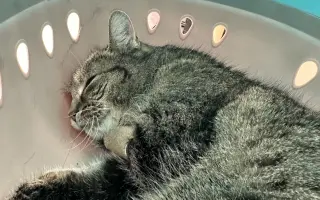 Pomôžme hostelovému kocúrovi Smokeymu s liečbou pľúc