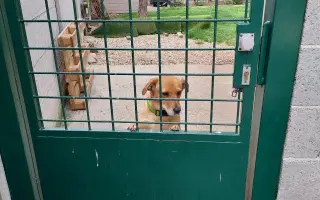 Pomohli ste útulku Sloboda zvierat Trnava
