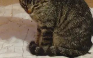 Pomôžme ochrániť 12 zachránených mačiek