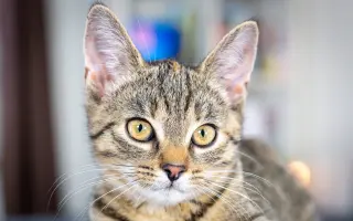 Zmeňme život mačkám na východnom Slovensku