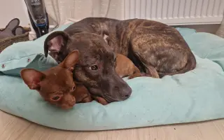 Darujme Lujze plnohodnotný život