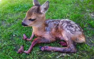 Každé ráno rozhoduje o živote srnčiat - pomôžte nám ich nájsť včas