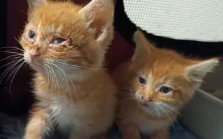 Pomôžte nám postaviť bezpečnú voliéru pre mačky bez domova