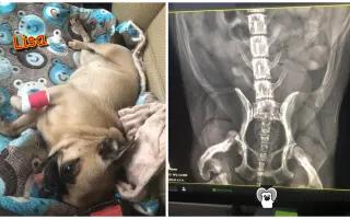 Pomôžte dať chorým mopsíkom šancu na život – MOPS v núdzi, o.z.