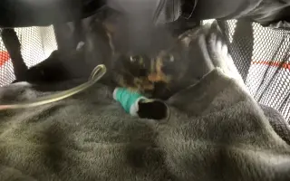 Pomôžte Vande dobehnúť do cieľa