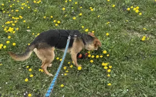 Darujme Benymu druhú šancu