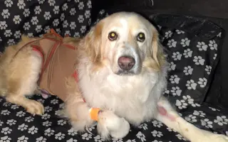 Pomôžte nám dať Dukovi šancu na ďalšie spoločné dni