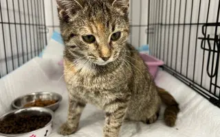 Pomôžte nám pomáhať mačičkám. S Vami dokážeme viac.