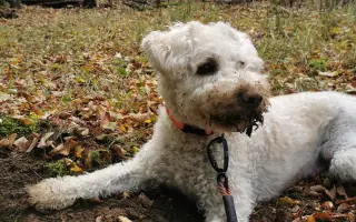 Pomôžte nám zachrániť Mexika