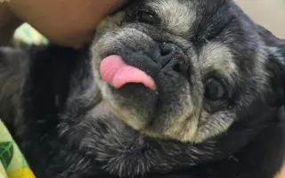 Pomôžme mopsinke Boženke (15,5 r.) a ďalším seniorom