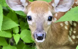 Pomôžte zachrániť životy malých srnčiat