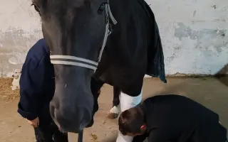 Pomôžme kobylke Zoey v rekonvalescencii