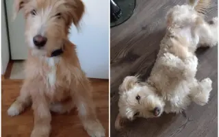 Pomôžme Lakymu pri liečbe rakoviny