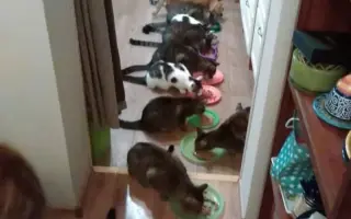 Strechu nad hlavou majú. PomôžMe nám naplniť aj ich misky.