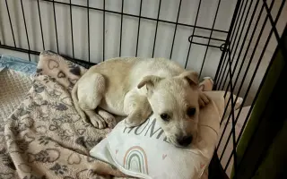 Pomôžte zabezpečiť koterce pre psíkov