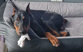 Pomôžte Aresovi v boji s chorobou