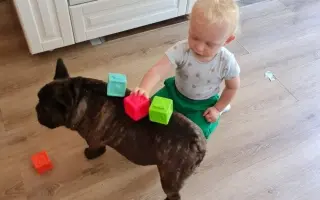 Pomôžme francúzskemu buldočkovi Rockymu