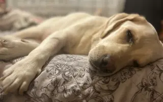 Zachráňme Eny – asistenčného psíka, ktorý bojuje o život