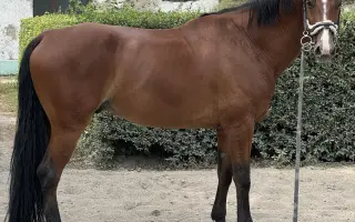 Pomôžme zachrániť Cartiera a Leuške jej milovaného konského priateľa