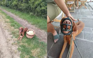 Zachráňme Dobbyho - pomôžme mu s liečbou mastocytózy