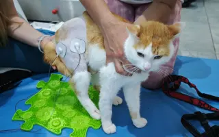 Pomôžme tam, kde by mačičky bez nás neprežili