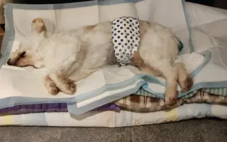 Pomôžme psím seniorom u Ivetky