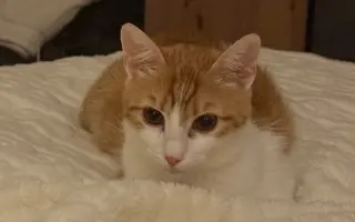 Pomôžme kocúrikovi Timovi v boji s chorobou FIP a Felv+