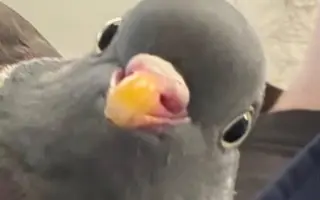 Pomôžme Vlaďke postaviť domov pre handicapované holuby
