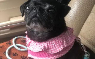 Pomôžte dať chorým mopsíkom šancu na život – MOPS v núdzi, o.z.