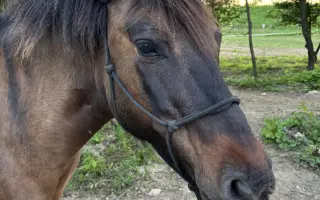 Jazdenie na koni Újazd | Podporate mladých farmárov v chove koní