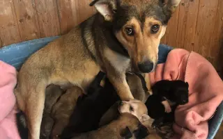 Kúpme a postavme domček pre šteniatka a choré psíky