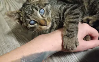 Pomôžte nám postaviť bezpečnú voliéru pre mačky bez domova