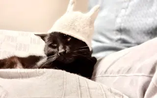 Pomôžme mačičke Černici zbaviť sa bolesti