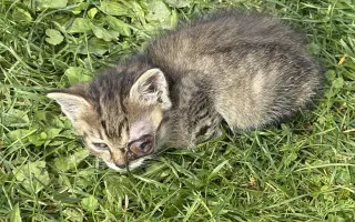 Zachráňme Miniho a dajme šancu aj tým, čo prídu po ňom Zachráňme Miniho a dajme šancu aj tým, čo prídu po ňom